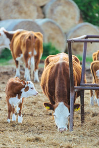 Cows in a field