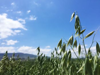 Scenic view of landscape against clear sky