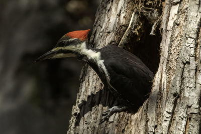 Close-up of bird perching on tree trunk