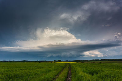 Scenic view of agricultural field against sky