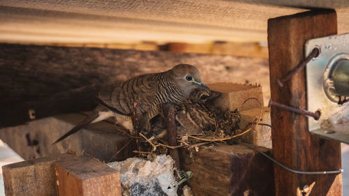 High angle view of lizard on wood