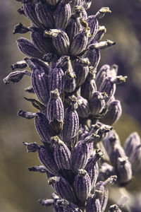 Close-up of flowering plant