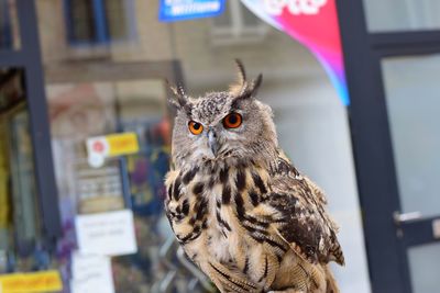 Close-up portrait of owl