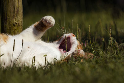 View of cat yawning