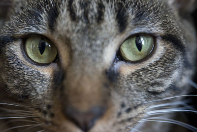 Close-up portrait of cat