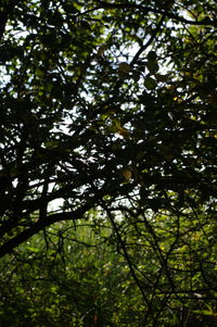 Low angle view of trees in forest