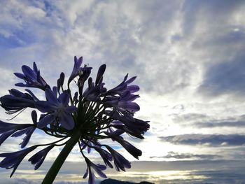 Low angle view of flowering plant against sky