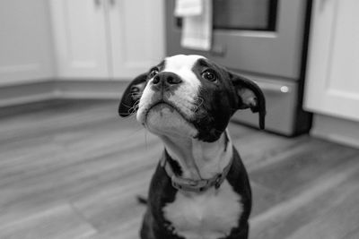 Close-up of a puppy dog looking away