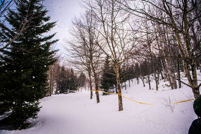 Bare trees on snow covered field