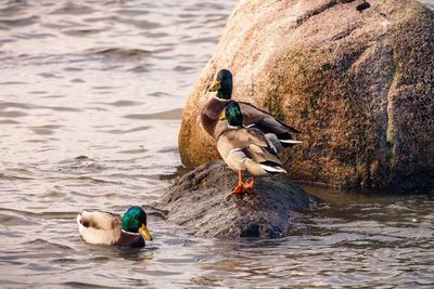 Ducks swimming in lake