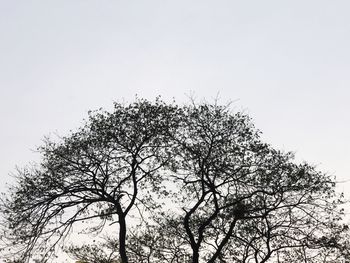 Low angle view of tree against clear sky