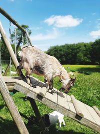 View of a sheep on tree