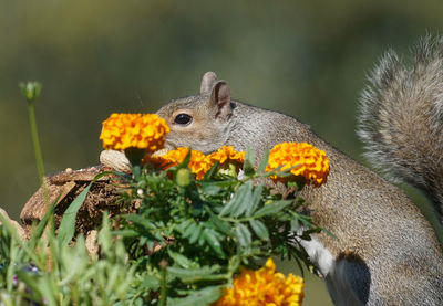 Close-up of squirrel on tree