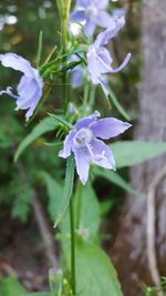 Close-up of purple flowers blooming outdoors