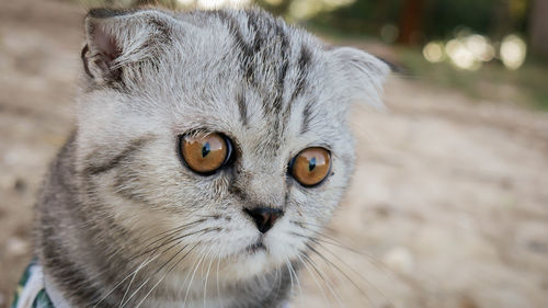 Close-up portrait of a cat