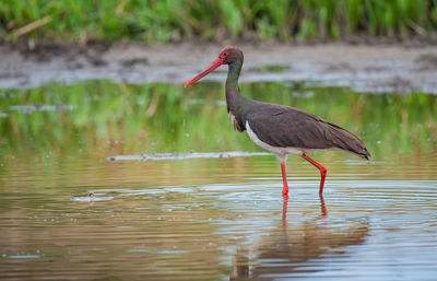 Side view of a bird in lake