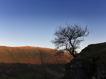 Bare tree on landscape against clear blue sky