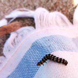 Close-up of caterpillar on fabric