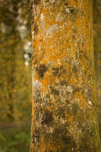 Close-up of lichen on tree trunk