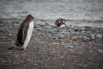 View of birds on beach