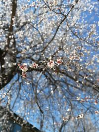 Low angle view of apple blossoms in spring