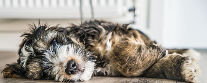 Cockapoo sleeping 