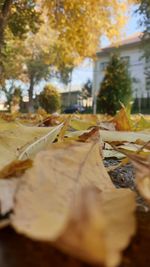 Close-up of dry leaves on table