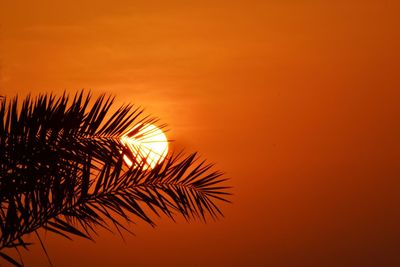 Low angle view of palm tree against orange sky