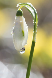 Close-up of wet flower on plant