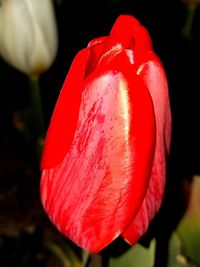 Close-up of red flowers