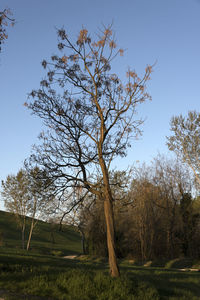 Tree on field against clear sky