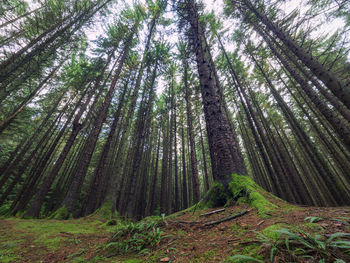 View of bamboo trees in forest