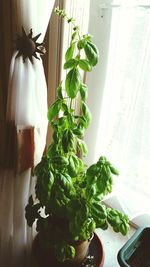 Close-up of potted plant on table at home