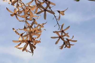 Low angle view of leaves on tree against sky