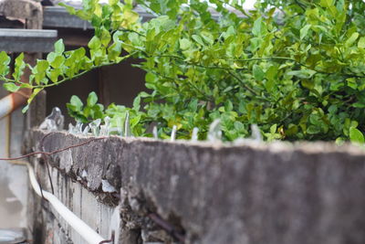 Close-up of plants growing on retaining wall