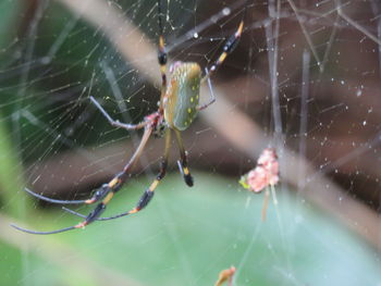 Close-up of spider on web