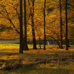 Trees in forest during autumn