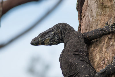 Monitor lizard close-up on tree