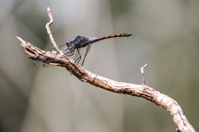 Close-up of dragonfly on twig