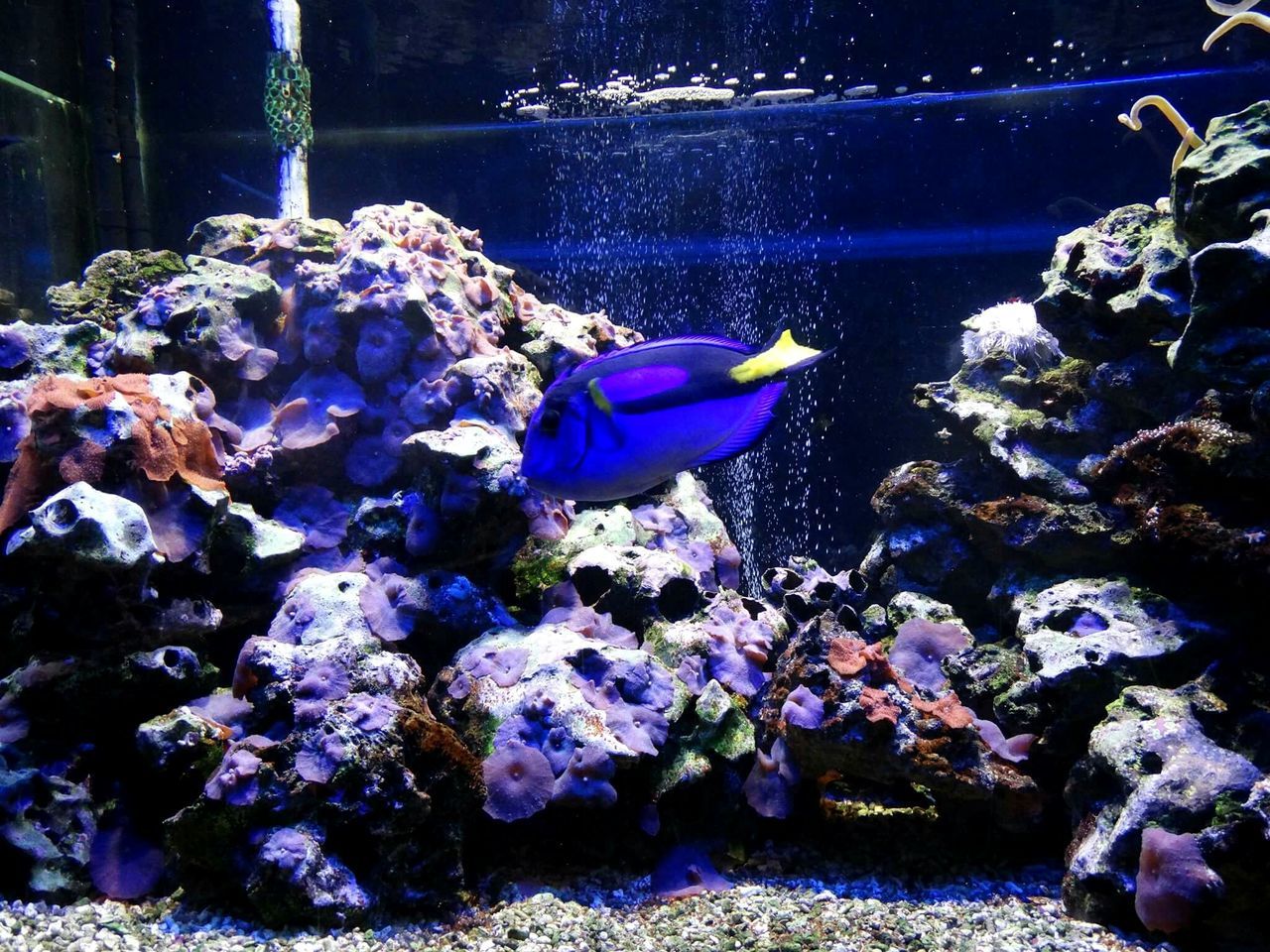 animal themes, animals in the wild, swimming, water, sea life, wildlife, fish, underwater, sea, close-up, nature, undersea, beauty in nature, zoology, togetherness, coral, reef, vibrant color, animal, symbiotic relationship, animal markings