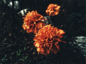 Close-up of orange marigold flower