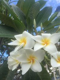 Close-up of flowers blooming outdoors