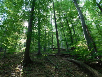 Low angle view of bamboo trees in forest