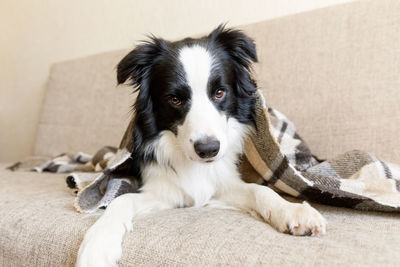 Close-up portrait of dog resting at home