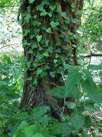 Close-up of ivy growing on tree trunk in forest