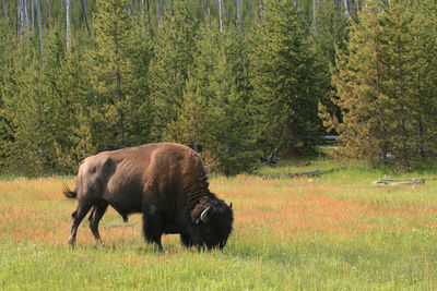 Male bison grazing grass meadow in spring at yellowstone national park, wyoming, usa. 