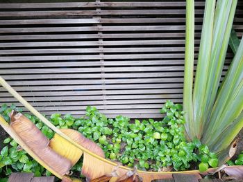 High angle view of potted plants