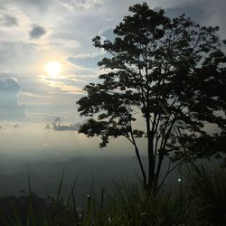 Tree on landscape against sky during sunset