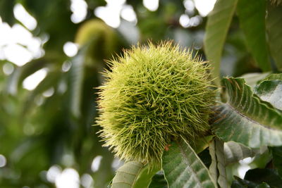 Close-up of fresh green plant