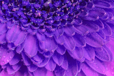 Full frame shot of purple flowers